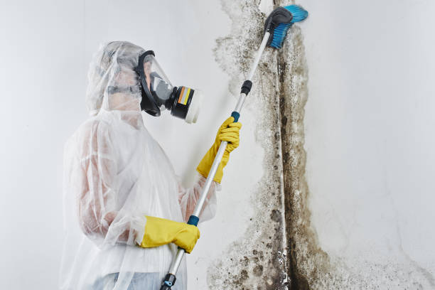 Best Mold Cleaning Services  in Morgantown, PA