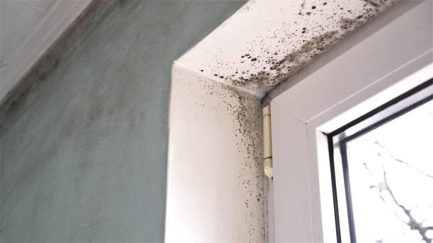 Best Residential Mold Removal  in Morgantown, PA