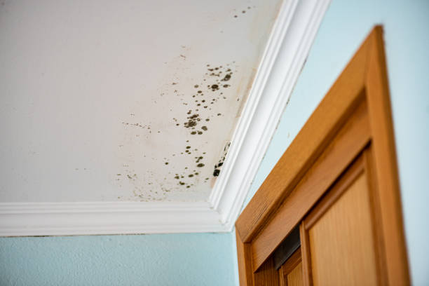 Mold Removal Process in Morgantown, PA